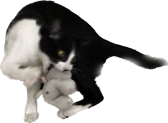 コマ