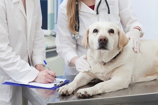 犬と医者