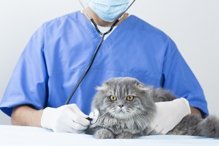 毛長猫