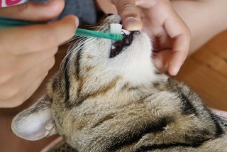 歯磨き猫