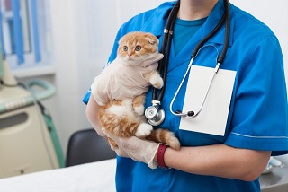 抱っこ猫