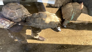 カメと会える動物園