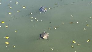 伊豆に行ってカメさんたちと触れ合おう！