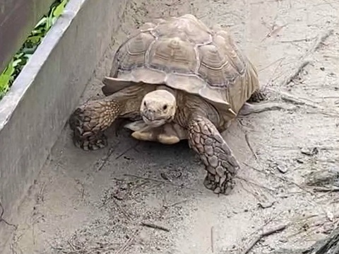 ゾウガメ
