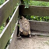 カメの脱走対策