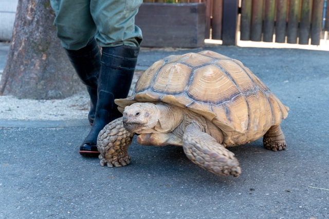 ゾウガメ