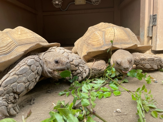 ゾウガメ