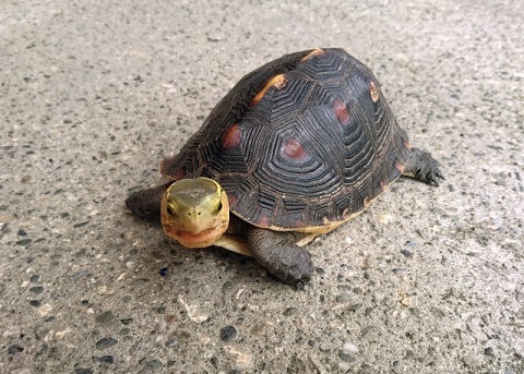 ハコガメ